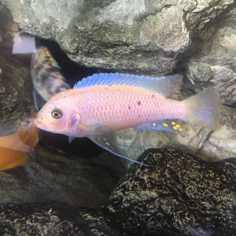 Maylandia fainzilberi 'Ikombe'